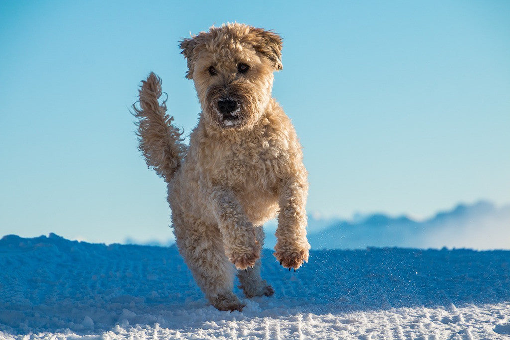 Three Secrets to Combatting Your Dog's Winter Itch