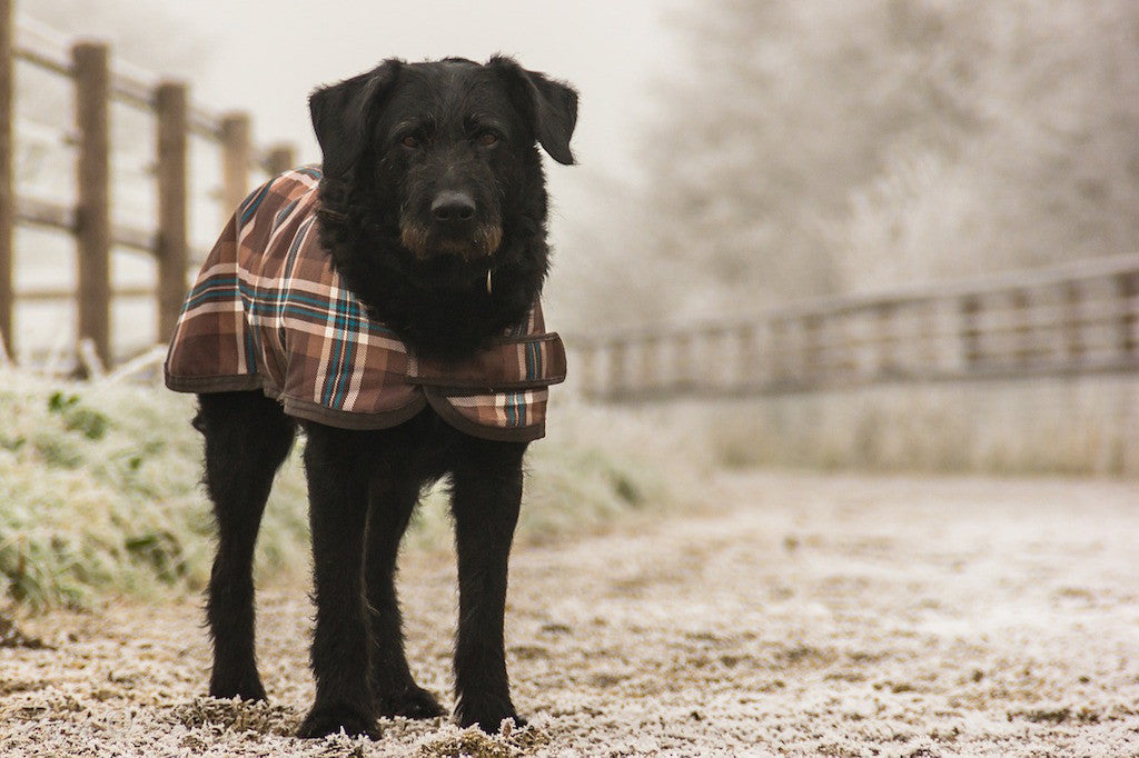 Hot and Cold: How Your Dog’s Coat Works
