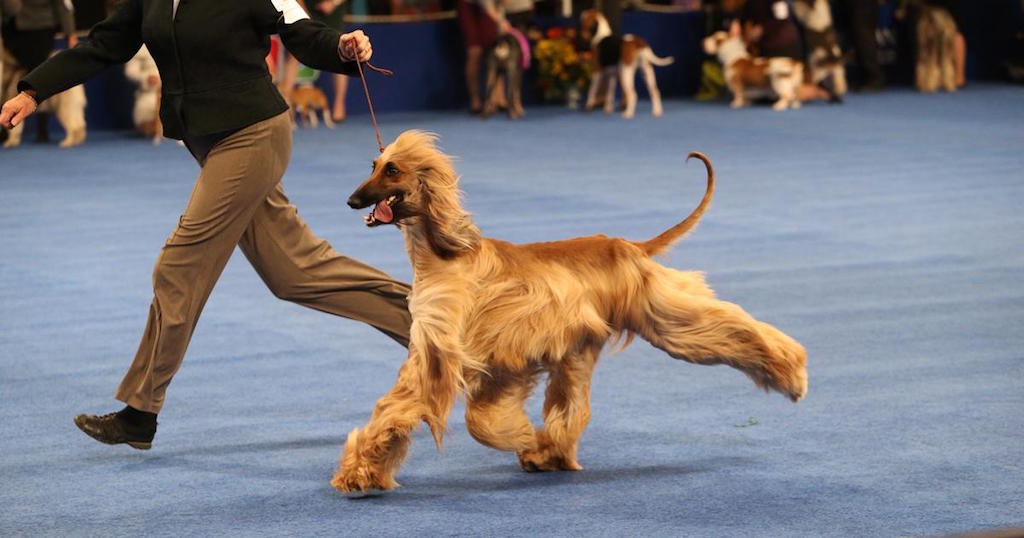 11 Things All Show Dogs Have in Common