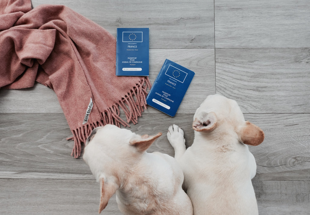 Do Dogs Need A Passport For France