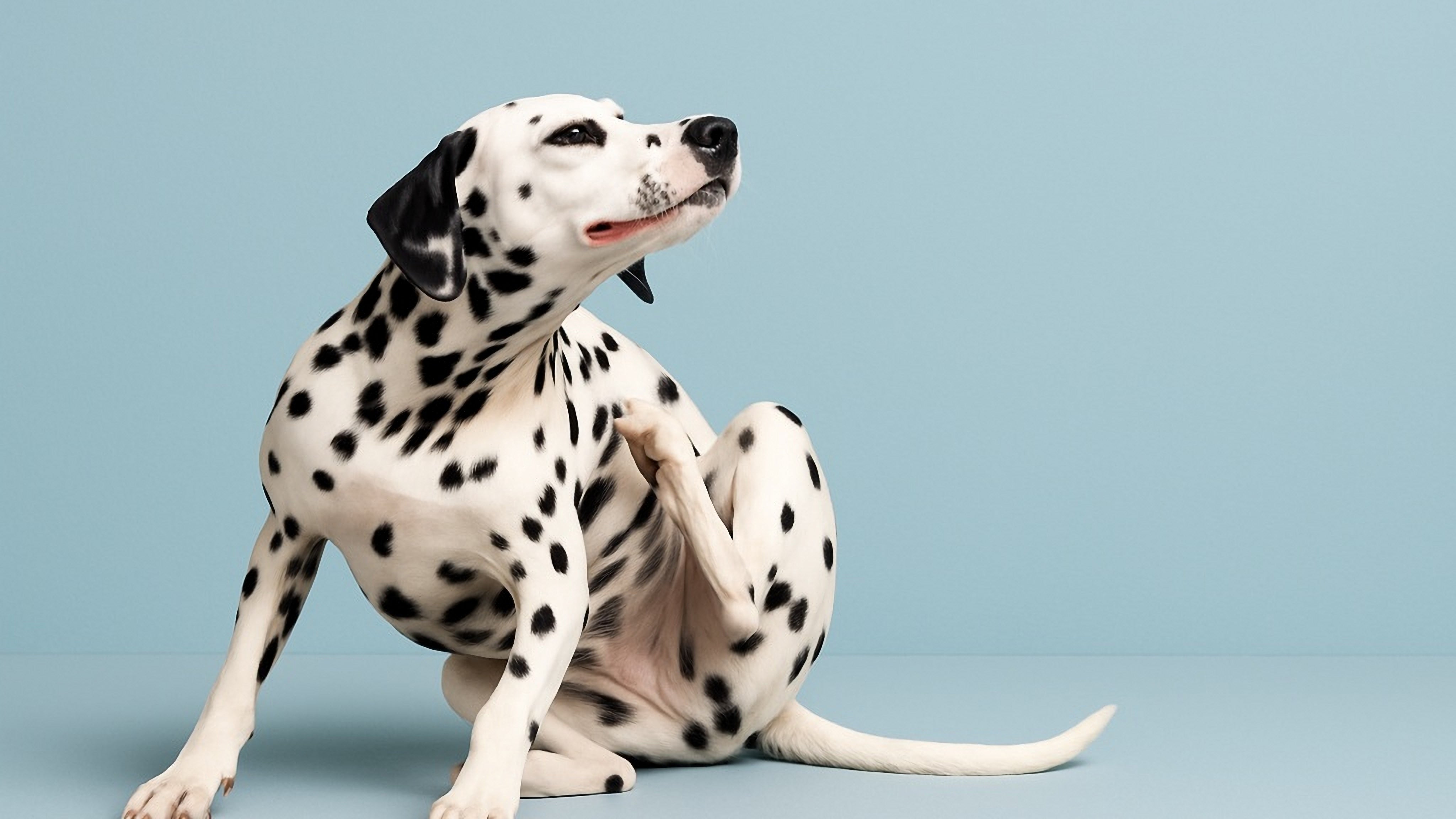 Best Dog Shampoo for Sensitive Skin - Gentle Dog Shampoo and ...
